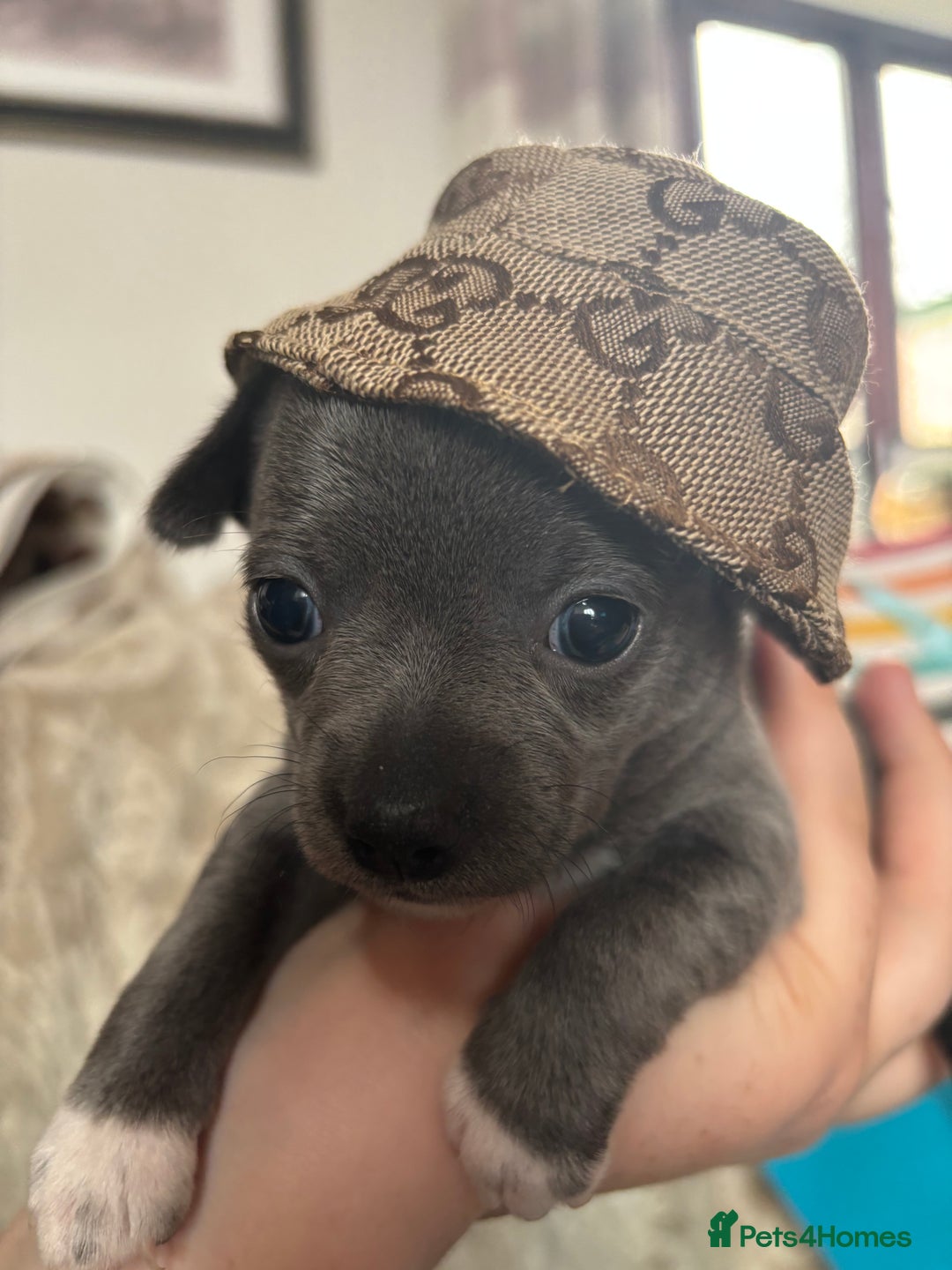 Chihuahua dogs for sale: 10 week old Chihuahua puppies. - Image 5