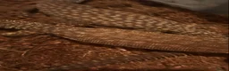 Monitor reptiles for sale: Proven Breeding Pair of Ackie Monitor Lizards in Ardrossan - Advert 6