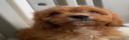 Cavapoo dogs for sale: ADORABLE CAVAPOO PUPPIES  - Advert 25