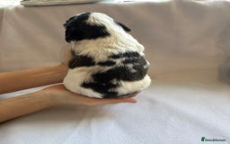 Cocker Spaniel dogs for sale: Cocker spaniel pups - Image 10