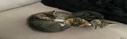 Mixed Breed cats for sale: Ready to leave: 10 week old-Tabby kittens  - Advert 7
