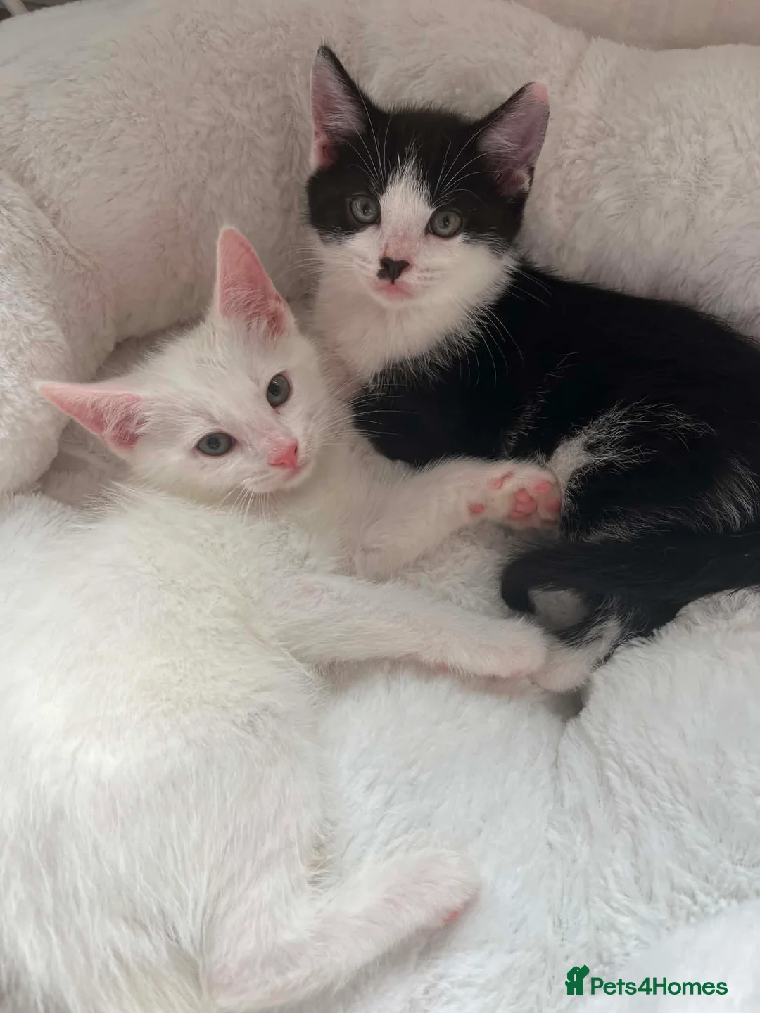 Mixed Breed cats for sale: Two male kittens 8 weeks old - Advert 1