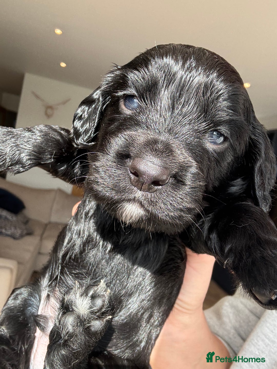 Cocker Spaniel dogs for sale: Beautiful working cocker boy - Image 4