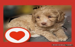 Australian Labradoodle dogs for sale: ♥️ 1 girl left ♥️ tiny tails , big hearts ♥️  - Image 2