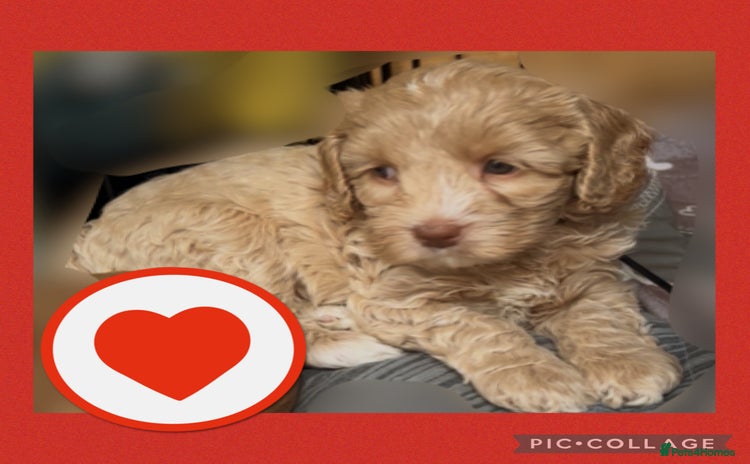 Australian Labradoodle dogs - Advert 3