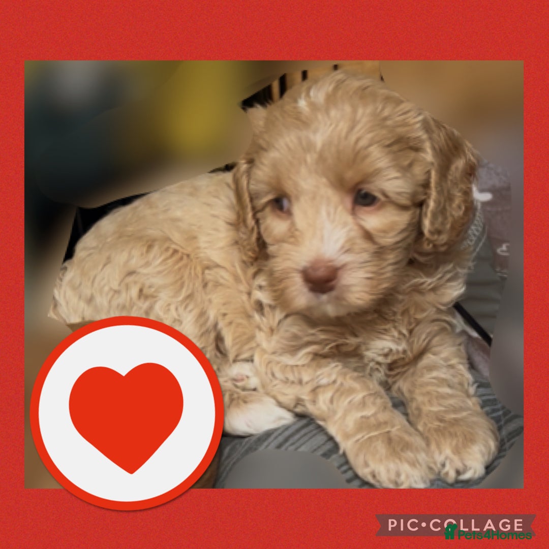 Australian Labradoodle dogs for sale: ♥️ 1 girl left ♥️ tiny tails , big hearts ♥️  - Image 2