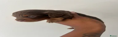 Miniature Dachshund 3