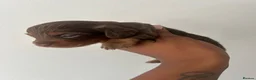 Miniature Dachshund dogs for sale: Long haired miniature dachshund  - Advert 21