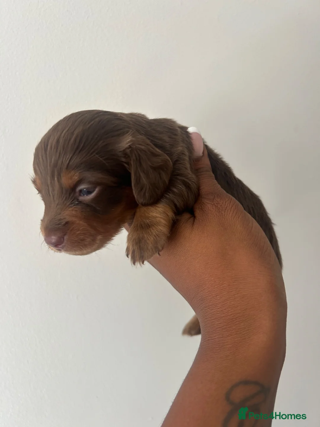 Miniature Dachshund dogs for sale: Long haired miniature dachshund  - Advert 21