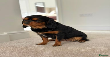 Cavalier King Charles Spaniel dogs - Advert 3