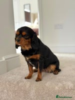 Cavalier King Charles Spaniel dogs - Advert 3