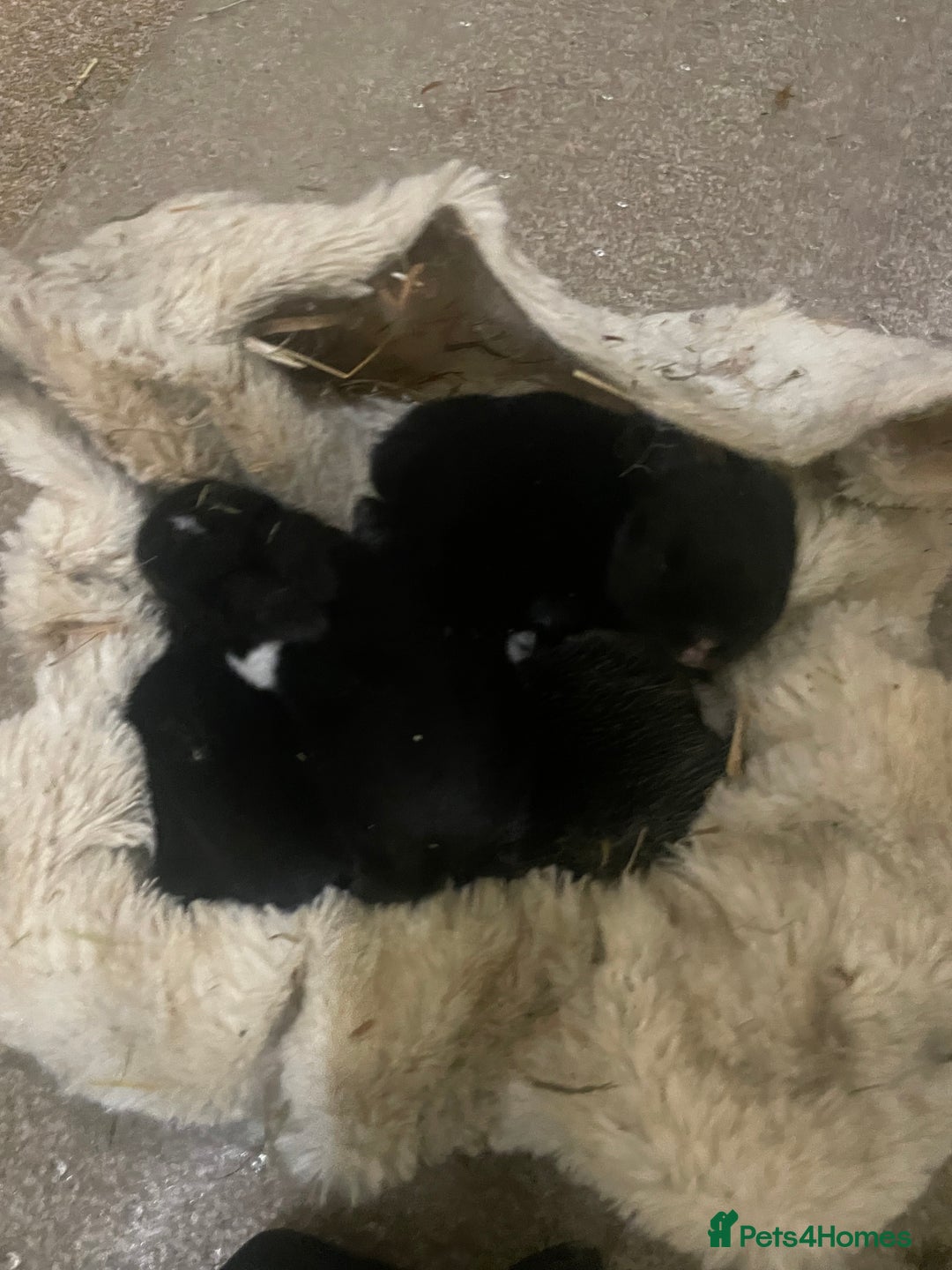 Mixed Breed rabbits for sale: 5 Rex/lionhead mix bunnies for sale - Advert 4