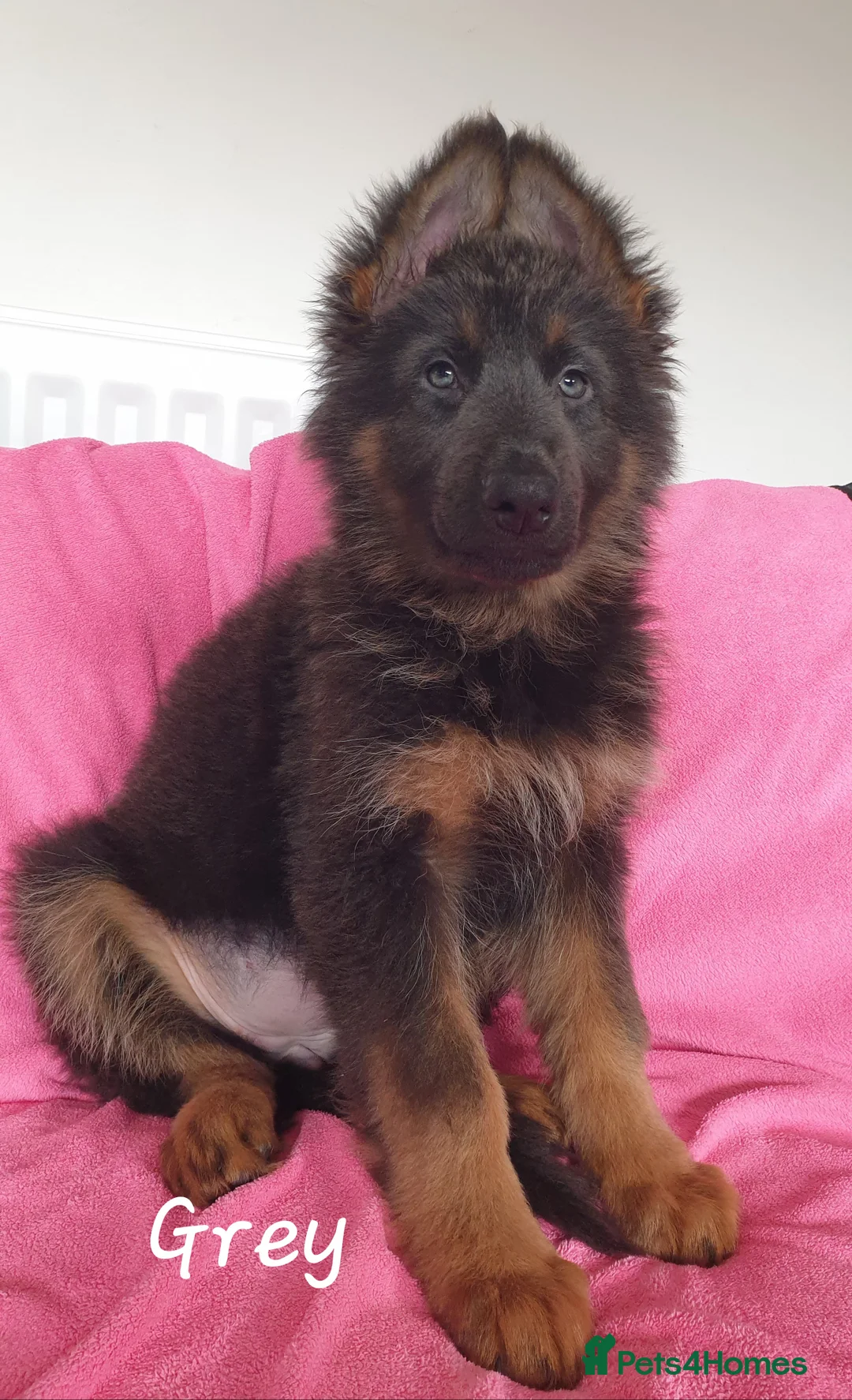 German Shepherd dogs for sale: Rare Blue German Shepherd Puppies Blue,Grey & Gold - Advert 2