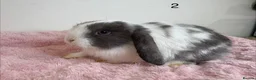 Mini Lop rabbits for sale: 12 Mini lop rabbits - Advert 4