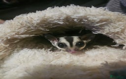 Sugar Glider rodents for sale: Stunning Male & Female Grey sugar glider pair - Advert 10