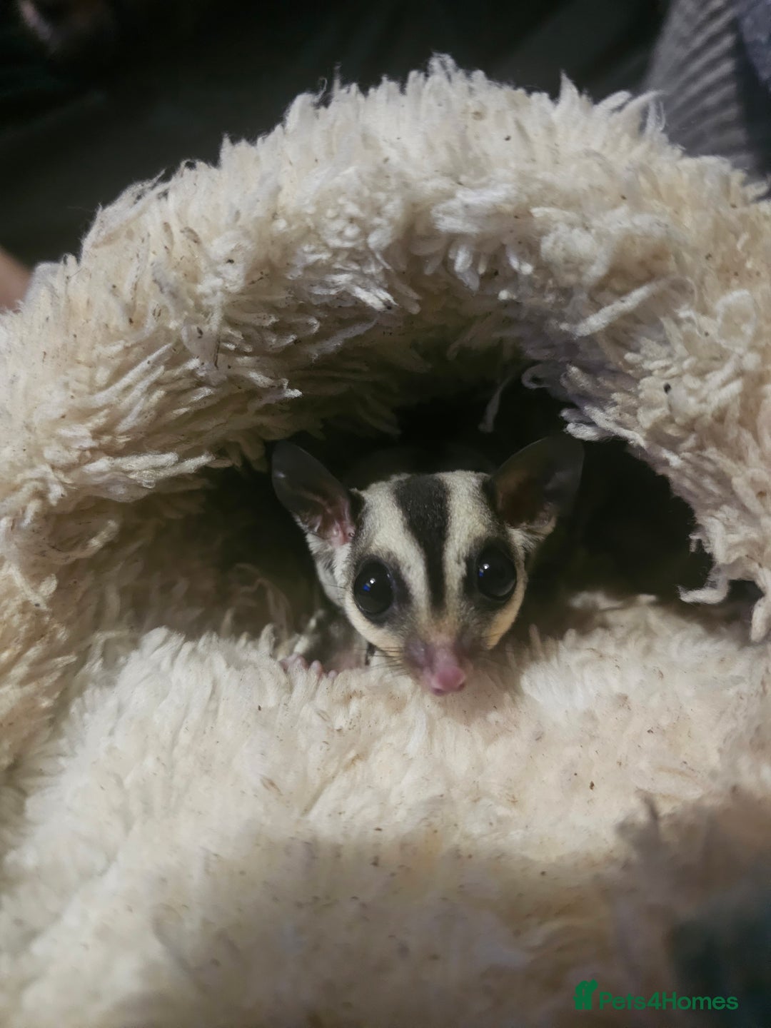 Sugar Glider rodents for sale: Stunning Male & Female Grey sugar glider pair - Advert 10