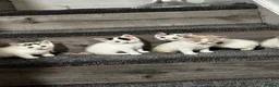 Mixed Breed cats for sale: 5 beautiful kittens  - Advert 4