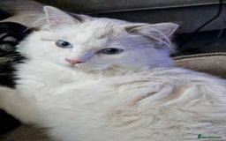 Ragdoll cats for sale: GRAND Champion European Line kittens.FULL PEDIGREE - Image 5