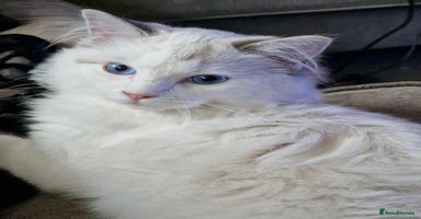 Ragdoll cats - Advert 14