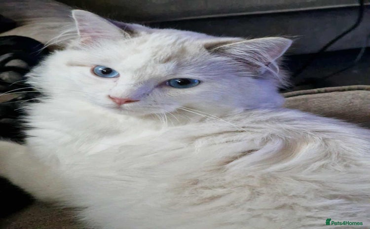 Ragdoll cats - Advert 4