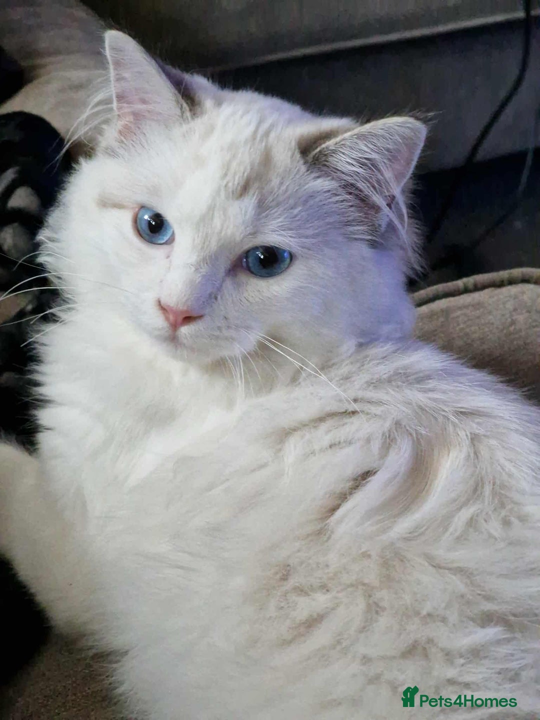 Ragdoll cats for sale: GRAND Champion European Line kittens.FULL PEDIGREE - Image 5