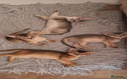 Abyssinian cats for sale: Pure Abyssinian kittens ❤️Ready to go 😍  - Image 37