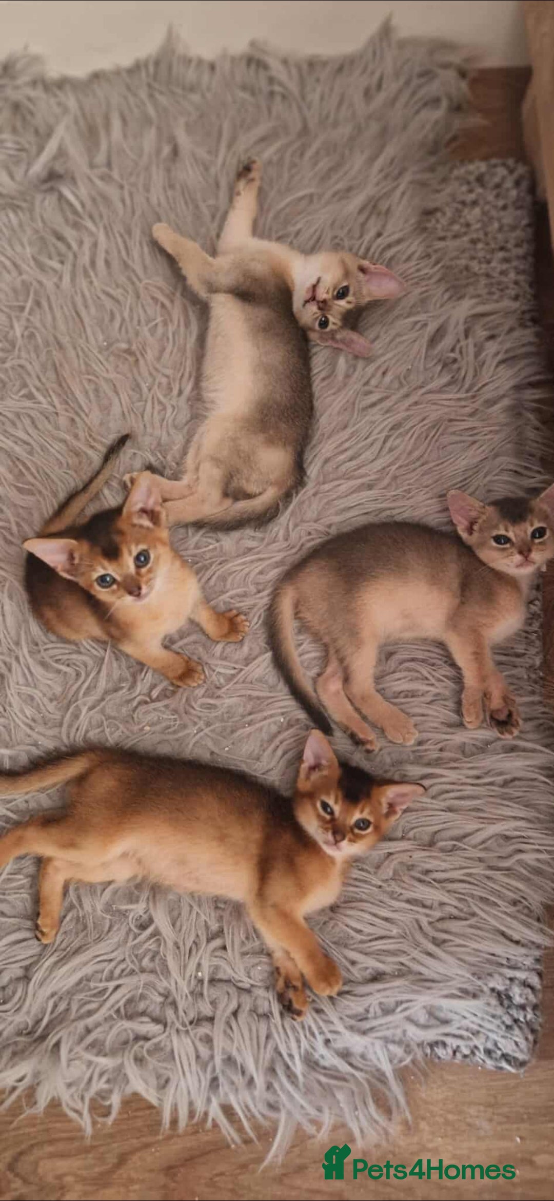 Abyssinian cats for sale: Pure Abyssinian kittens ❤️Ready to go 😍  - Image 37