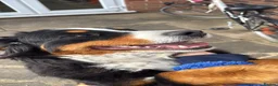 Bernese Mountain Dog dogs for sale: 11 month old Bernese Mountain Girl - Advert 6