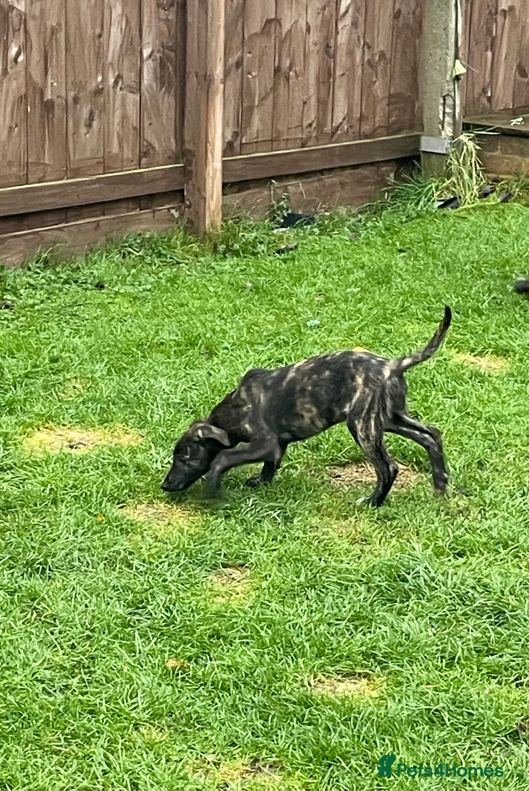 Lurcher dogs for sale: last pup lurcher dog - Advert 5