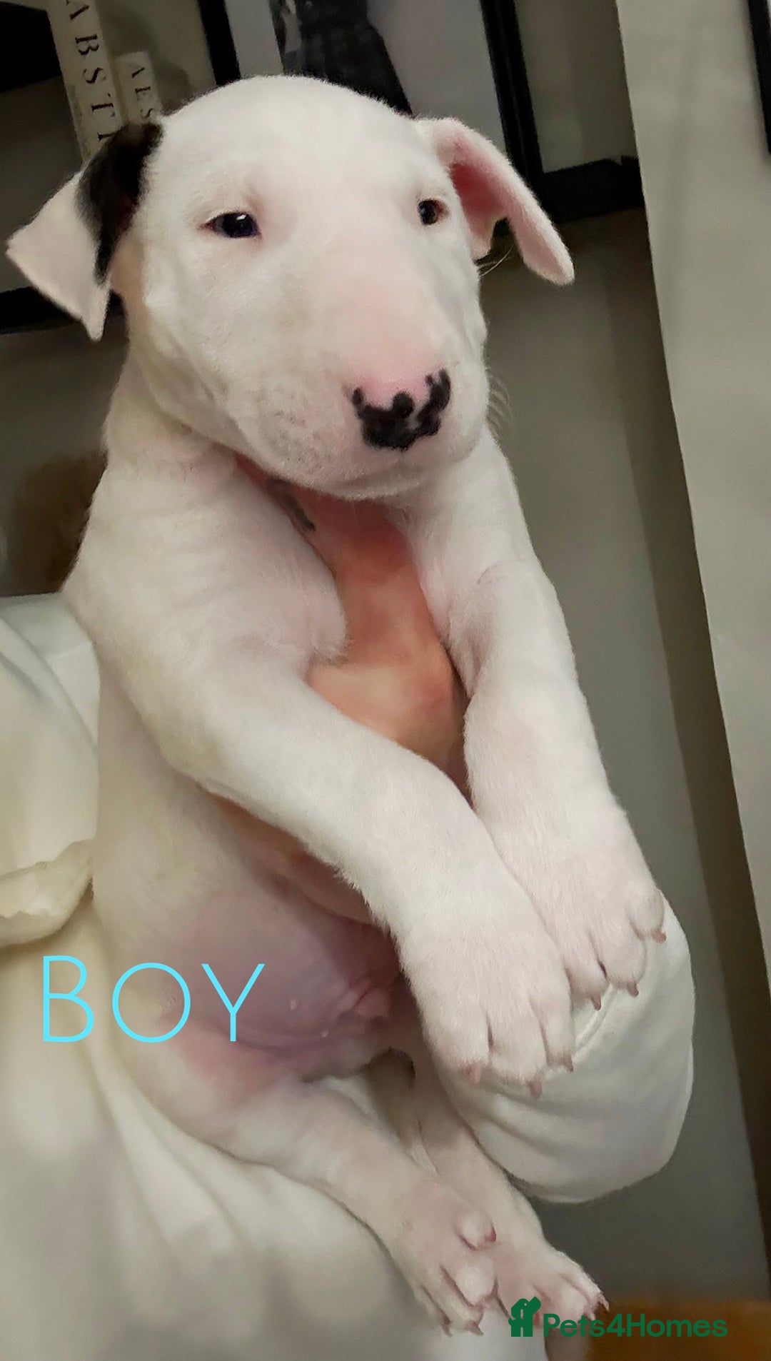 English Bull Terrier dogs for sale: ⭐️Ready Now ⭐️KC Champion EBT Pups ⭐️ - Advert 24