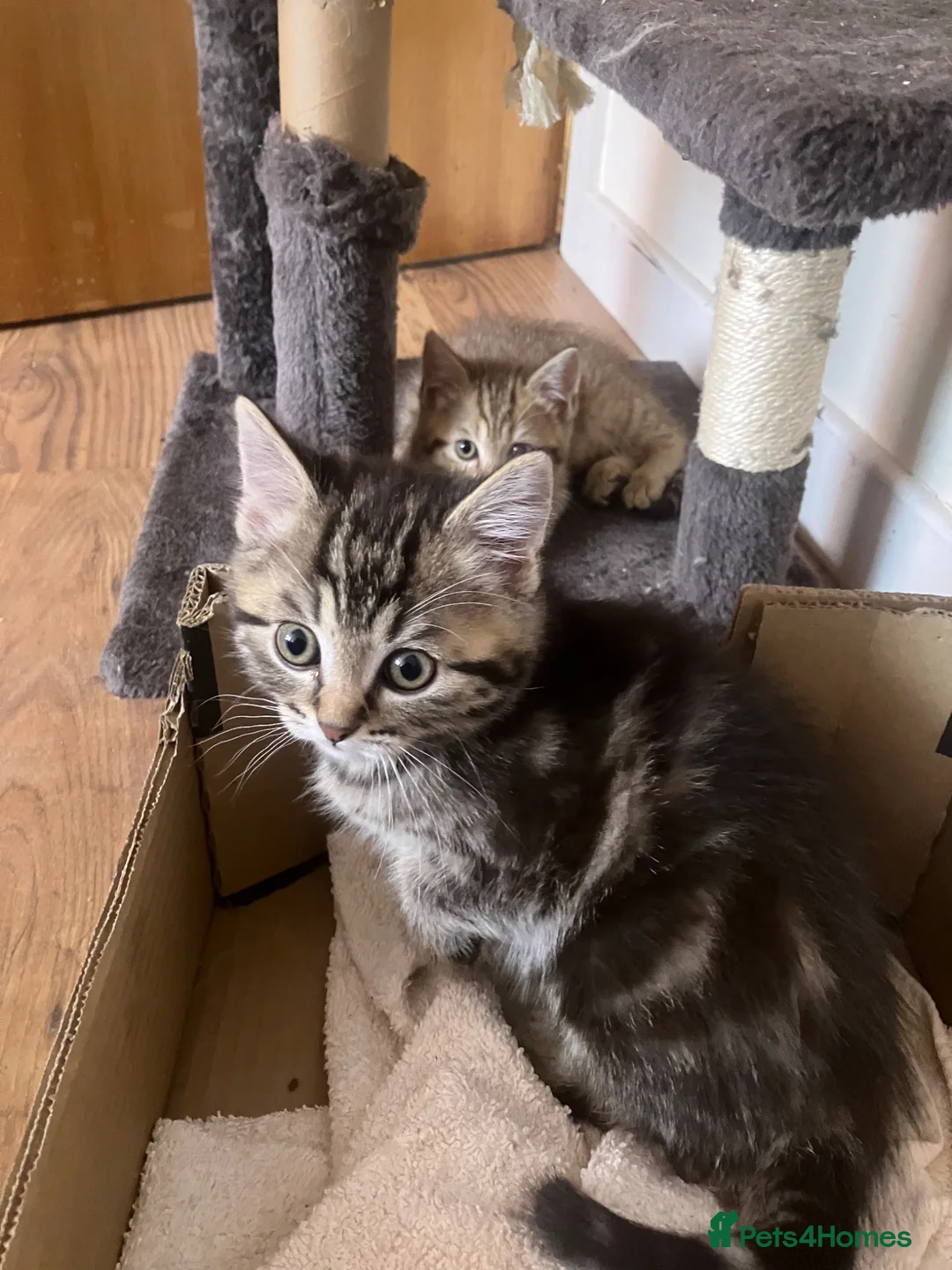 Scottish Fold cats for sale: Scottish straight 2 boys 1 girl  - Advert 28