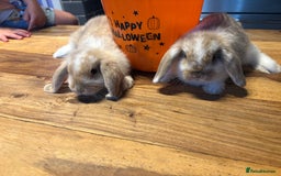 Mini Lop rabbits for sale: Mini lop babies  - Image 6