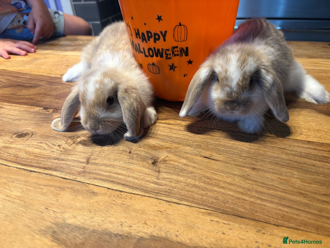 Mini Lop rabbits for sale: Mini lop babies  - Image 6