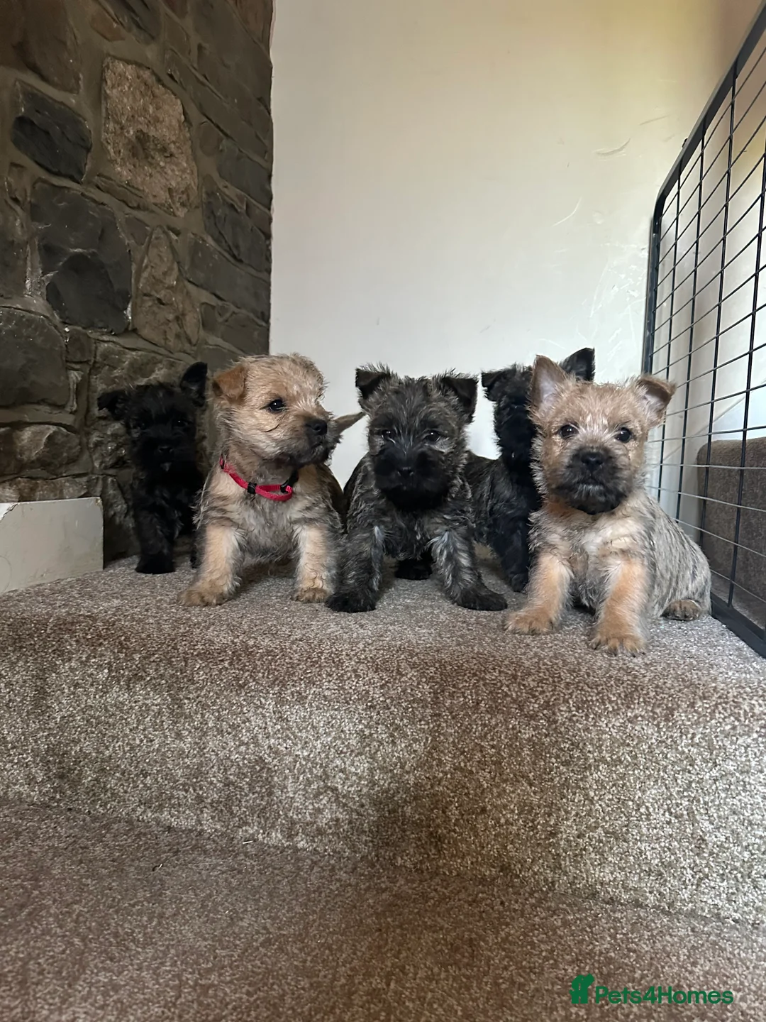 Cairn Terrier dogs for sale: Quality Beautiful KC Reg Cairn Terrier Puppies.  - Advert 2