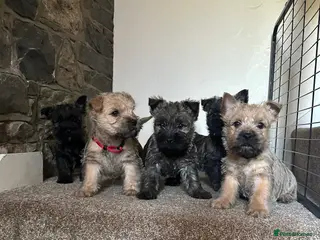 Cairn Terrier dogs Quality Beautiful KC Reg Cairn Terrier Puppies. - Advert 3