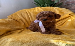 Toy Poodle dogs for sale: 🩵 Red Toy poodle 💫✨ - Image 6