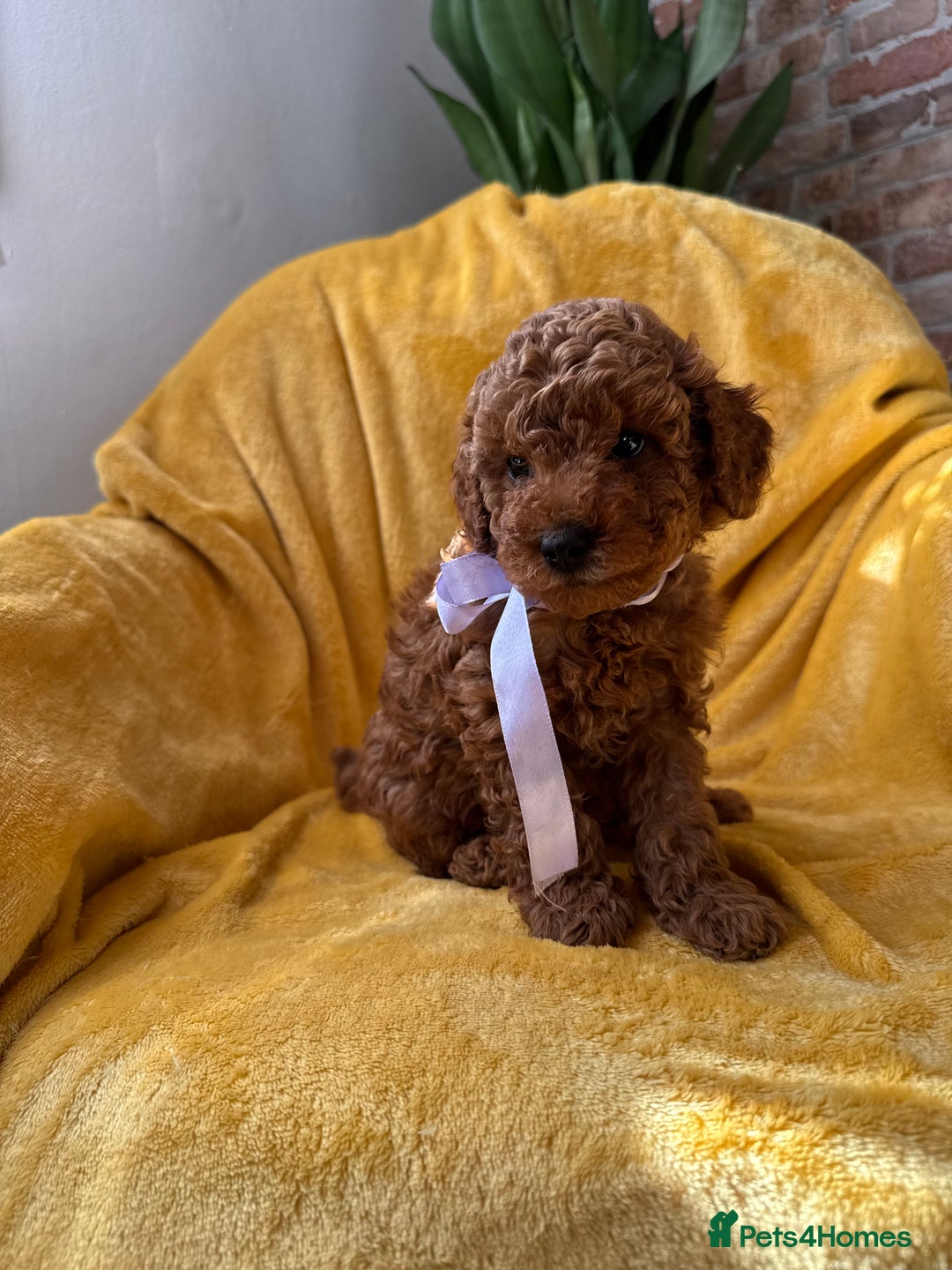 Toy Poodle dogs for sale: 🩵 Red Toy poodle 💫✨ - Image 6