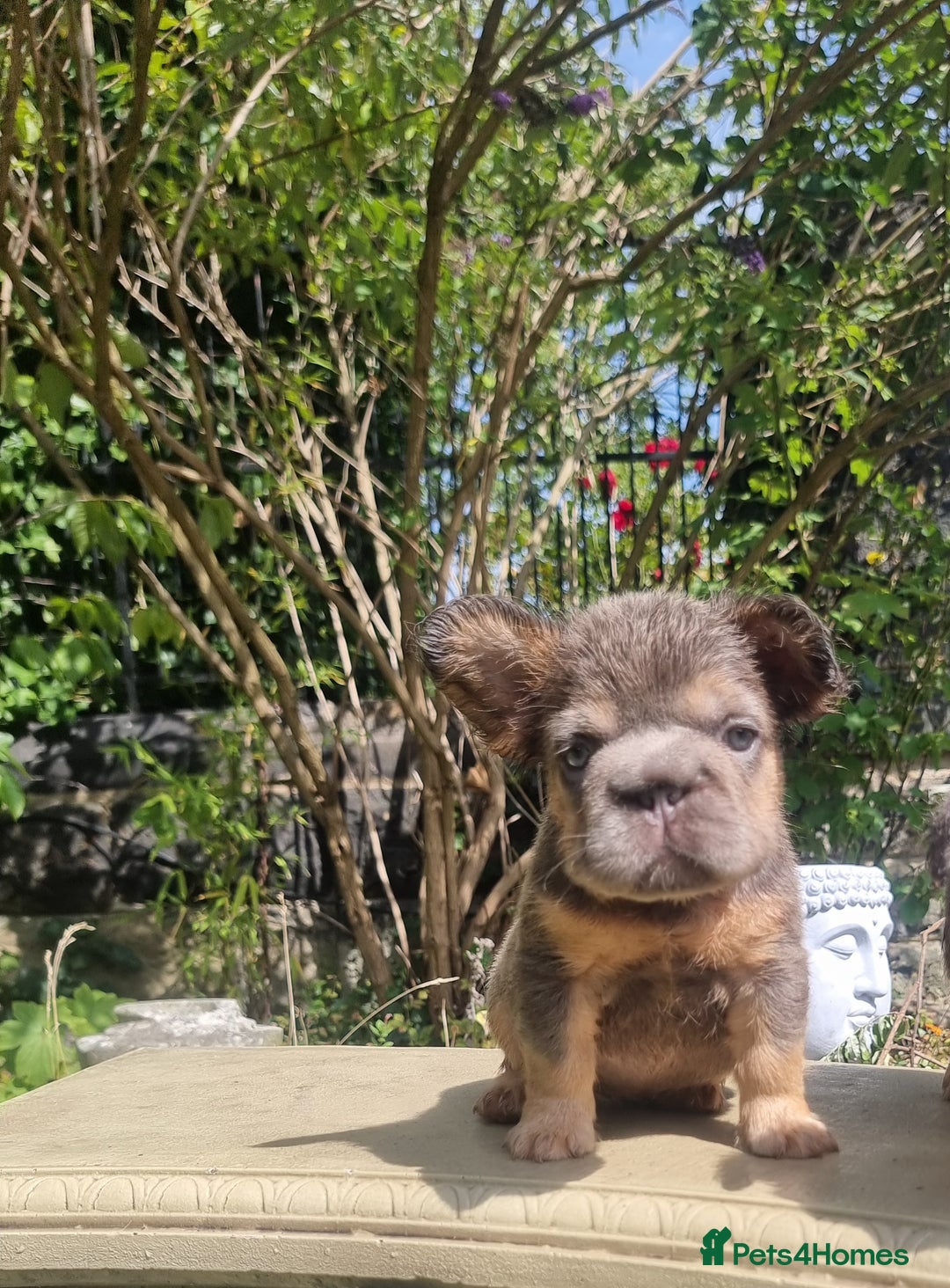 French Bulldog dogs for sale: Beautiful French bulldogs - Image 10