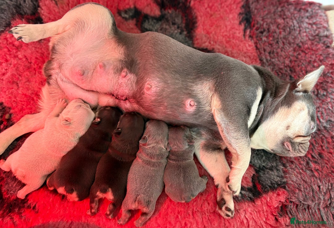 French Bulldog dogs for sale: Chunky French bulldog puppies  - Image 19