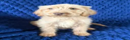 Labradoodle dogs for sale: Ready Now! Beautiful F1b Labradoodles  - Advert 21