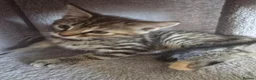 Maine Coon cats for sale: Beautiful Maine coon x - Advert 18