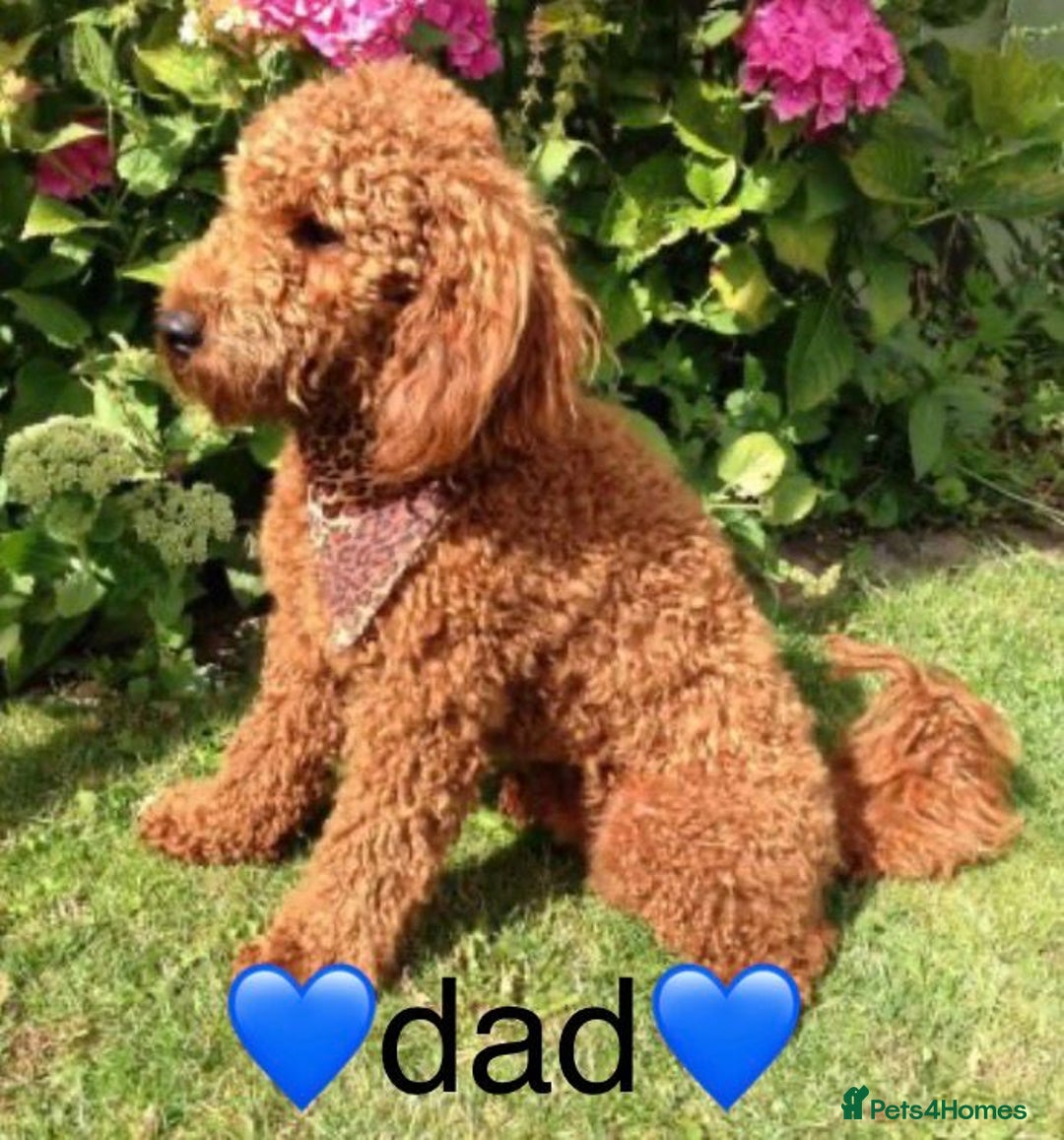 Cockapoo dogs for sale: ✨stunning cockapoo puppies✨ - Advert 12