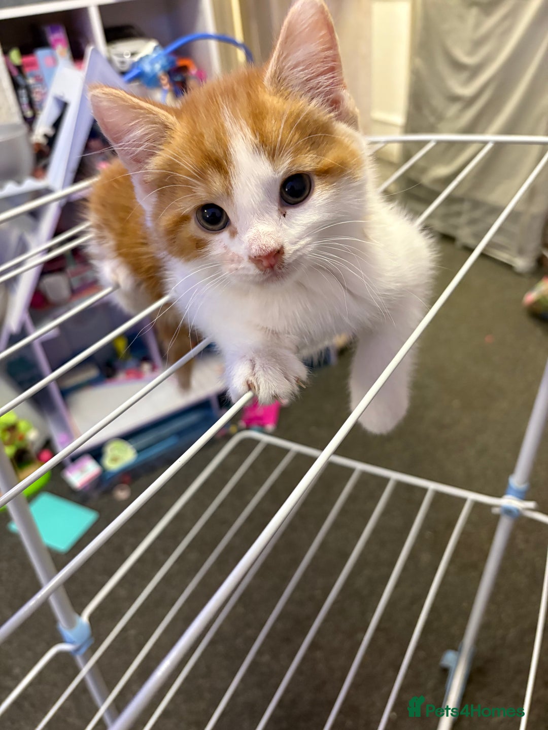 Mixed Breed cats for sale: 4 male kittens - Advert 8