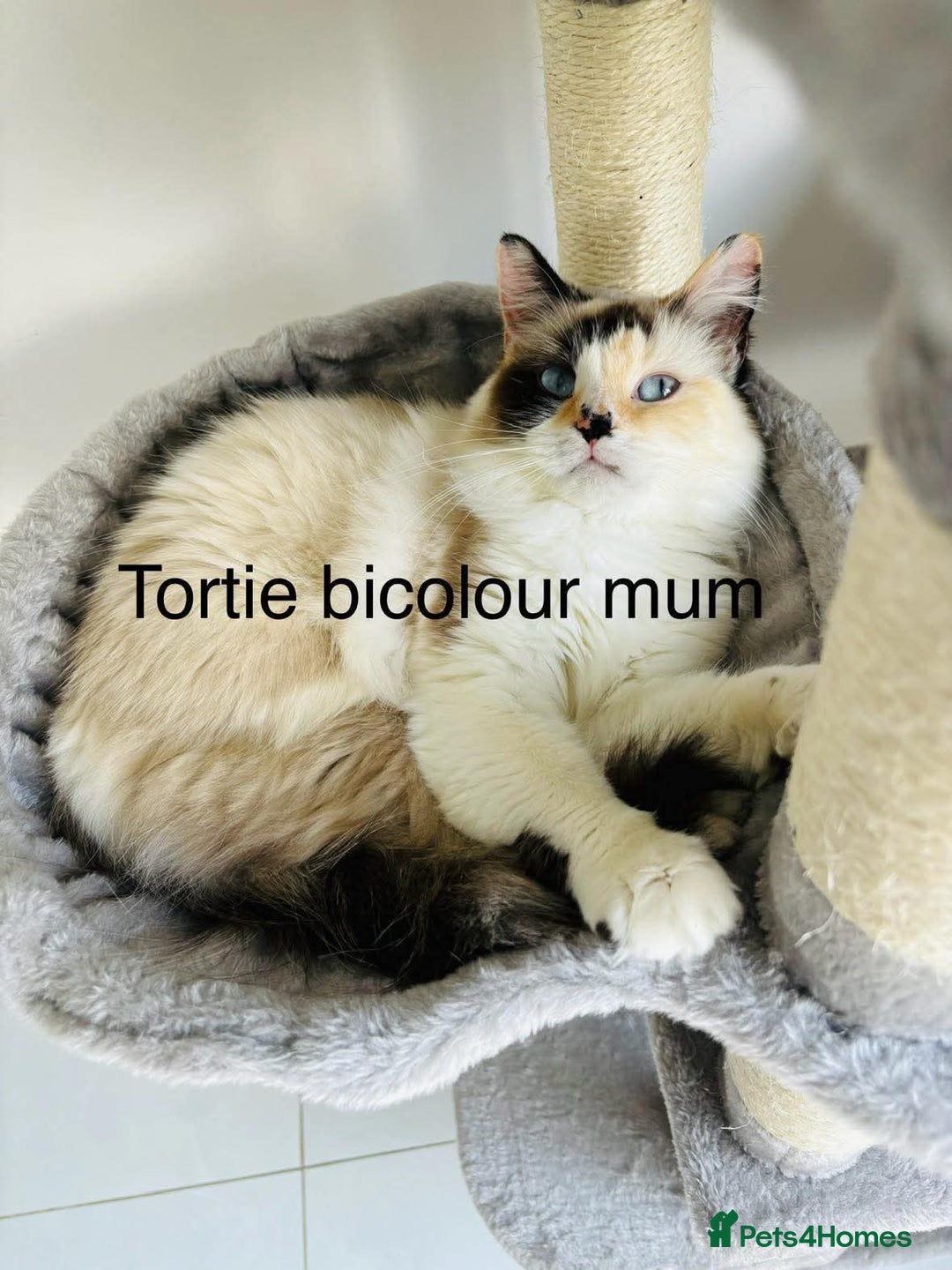 Ragdoll cats for sale: Beautiful ragdoll kittens  - Advert 5