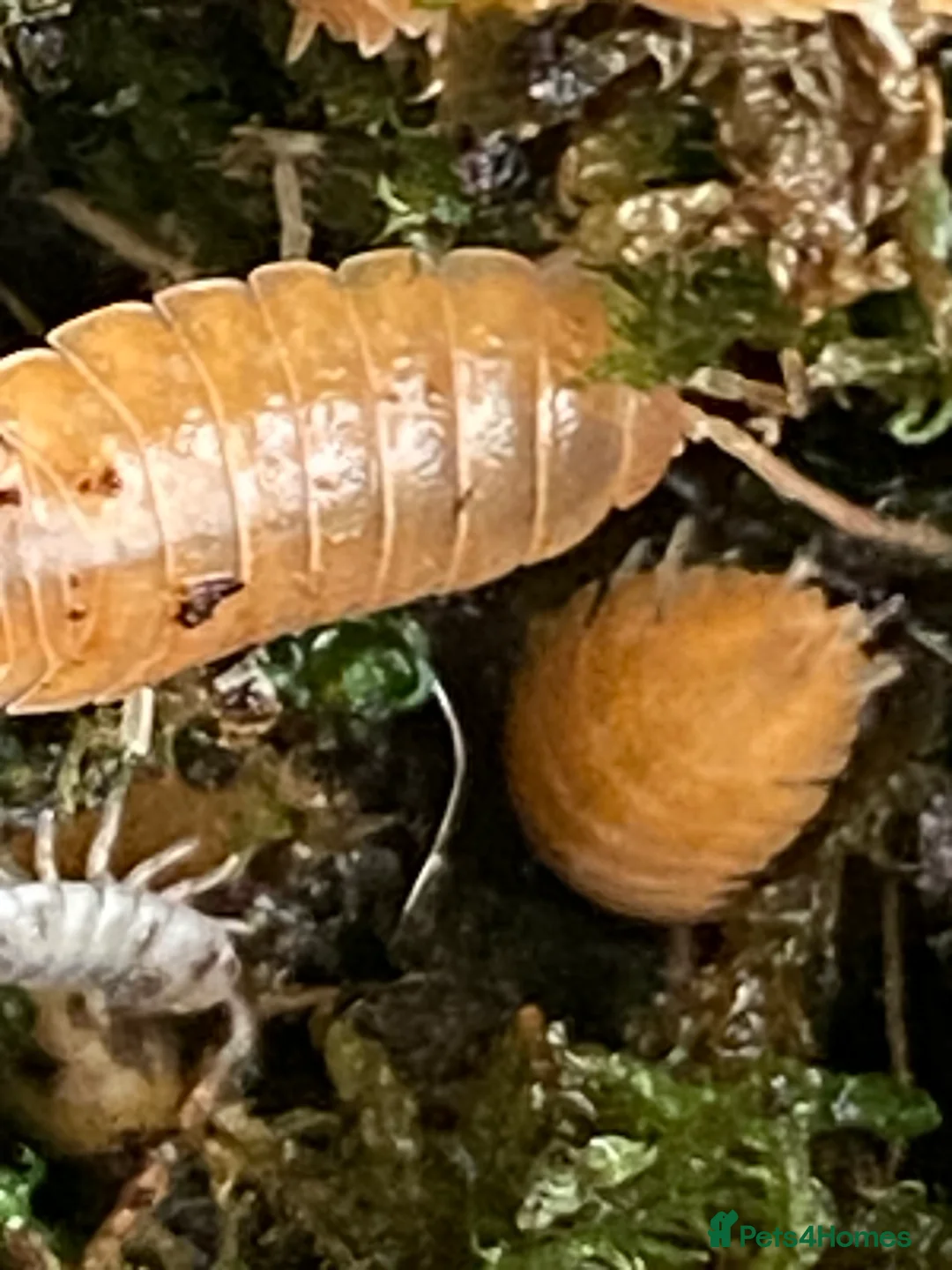 Isopods invertebrates for sale: Orange isopods, Porcelio Laevis,  Clean Up Crew - Advert 2
