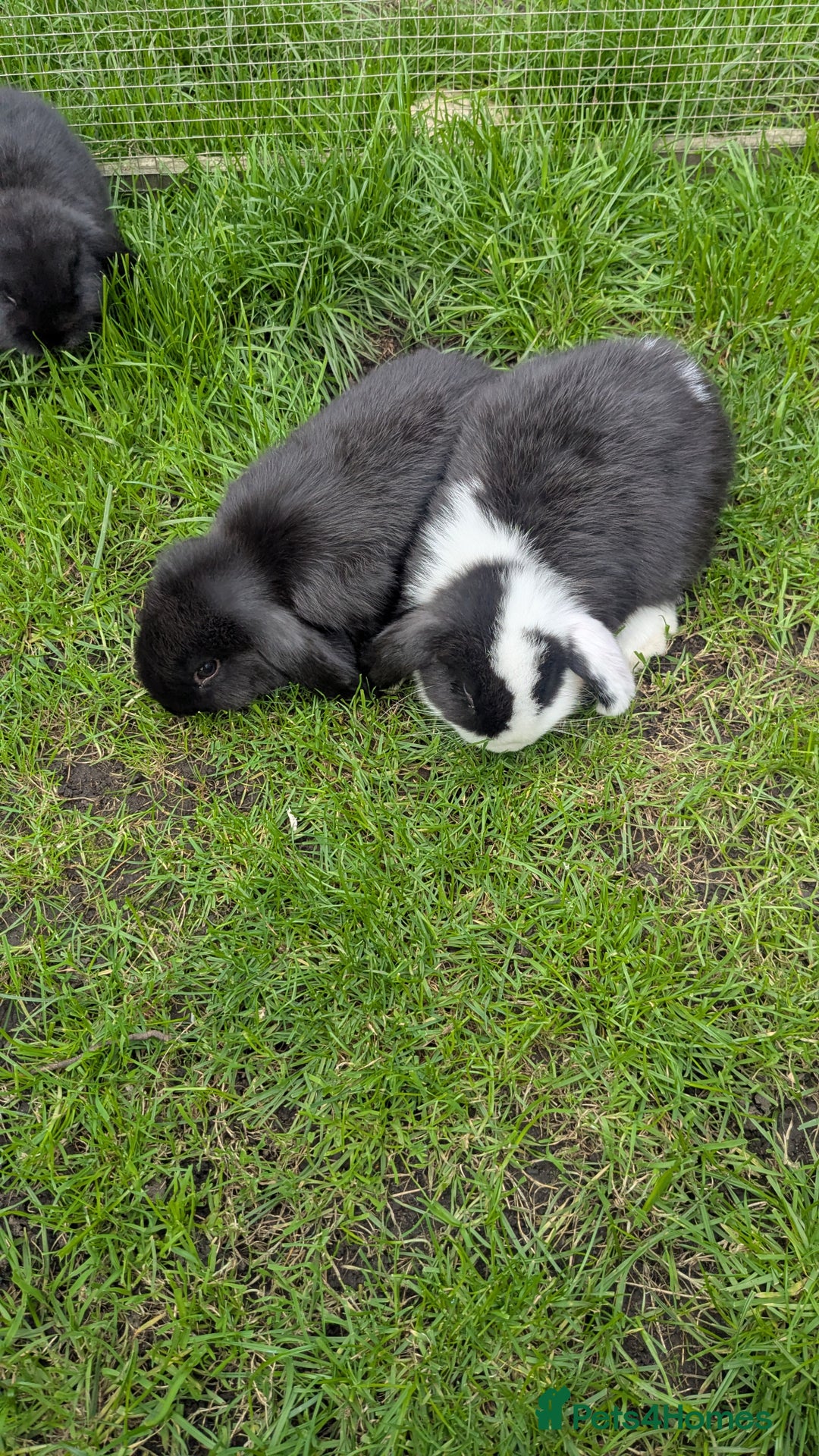 Mini Lop rabbits for sale: Mini lop babies. - Image 8