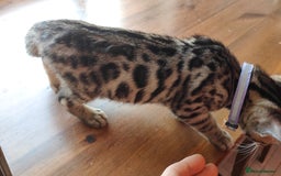 Bengal cats for sale: 1no. Female Bengal Kitten - Image 3