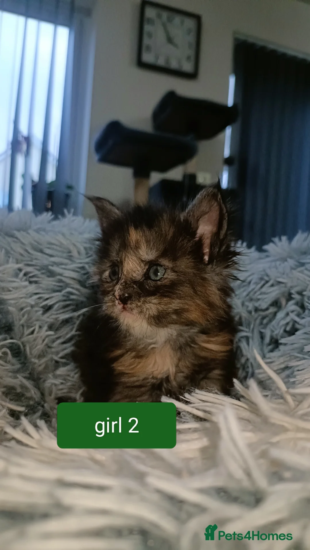 Maine Coon cats for sale: 😻😻😻Adorable fluffy Maine Coon kittens 😻😻😻 - Advert 18