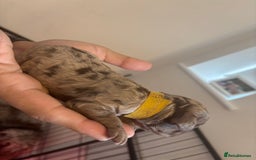 Cockapoo dogs for sale: Cockapoo puppies - Image 26