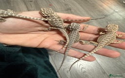 Bearded Dragon reptiles for sale: Bearded Dragon Babies - Advert 19